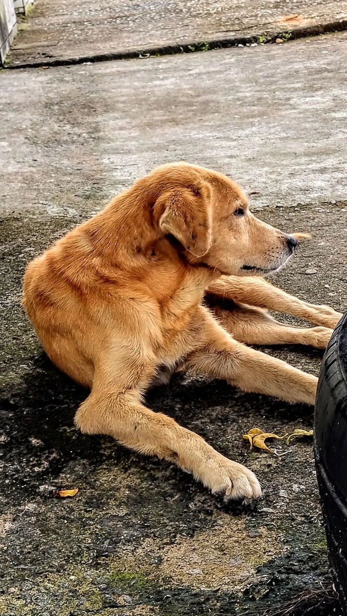 Chó cỏ meme mang cảm giác quen mắt