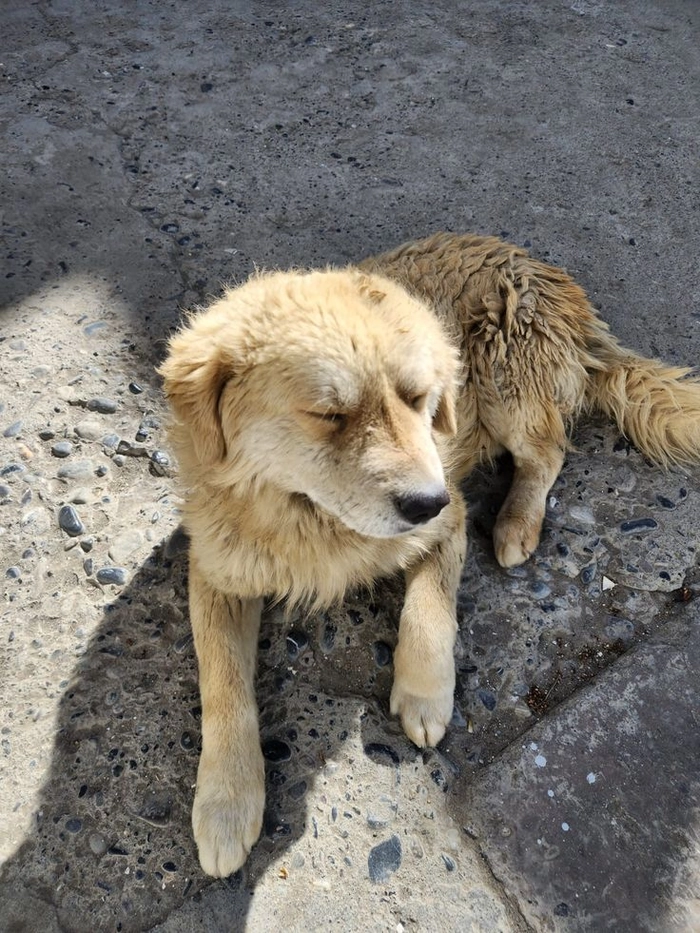 Chó cỏ meme mang nét rất thật