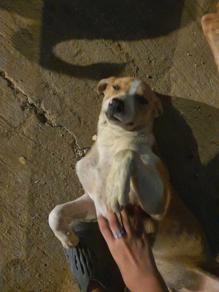 Chó cỏ meme mang vibe sinh hoạt thường ngày