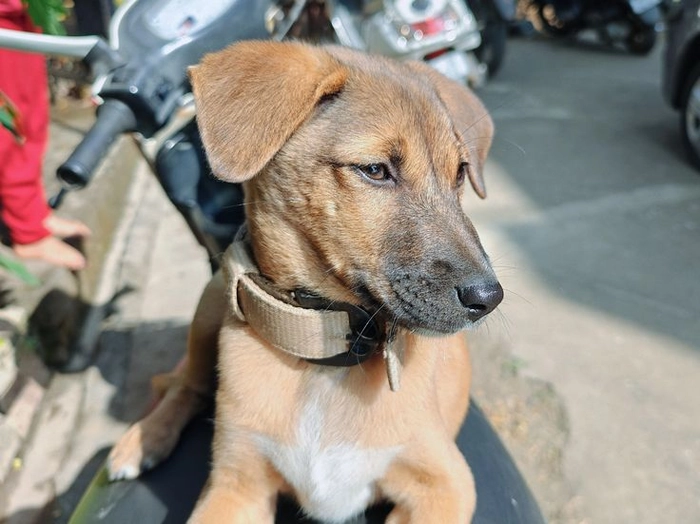 Chó cỏ meme mộc mạc mà dễ thương