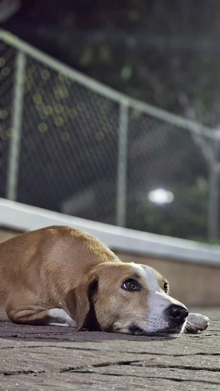 Chó cỏ meme nhìn bình thường mà cuốn