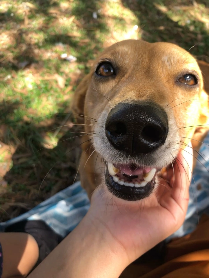 Chó cỏ meme nhìn là bật cười nhẹ