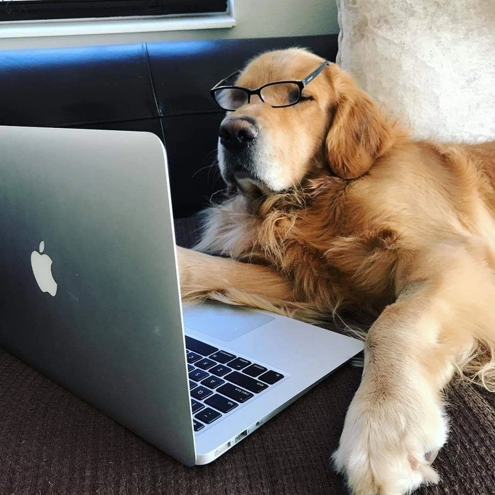 Chó đeo kính meme dùng khi cần tỏ ra hiểu