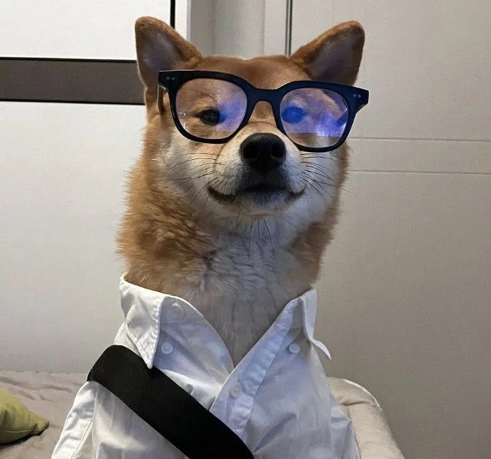 Chó đeo kính meme hợp dùng lúc phản hồi nhẹ