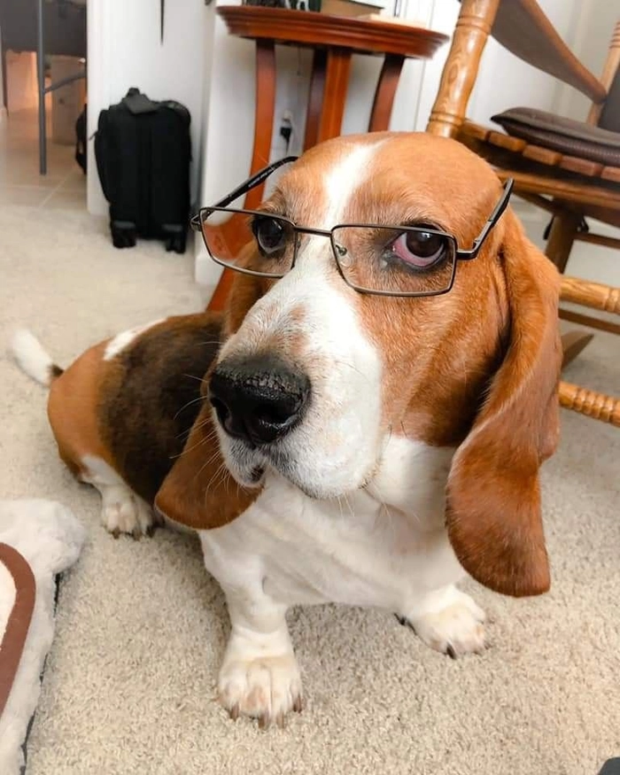 Chó đeo kính meme mang vibe nói chuyện đàng hoàng