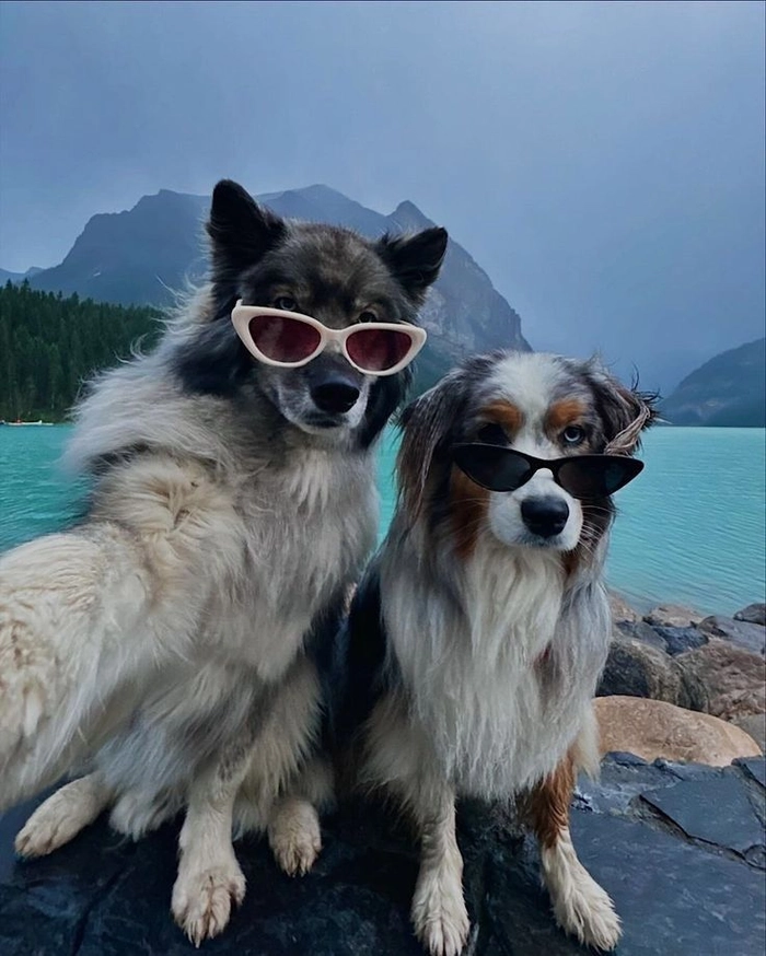 Chó đeo kính meme nhìn là thấy uy tín