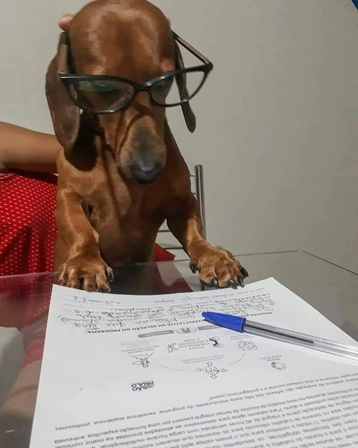 Chó đeo kính meme trông như đang giảng bài