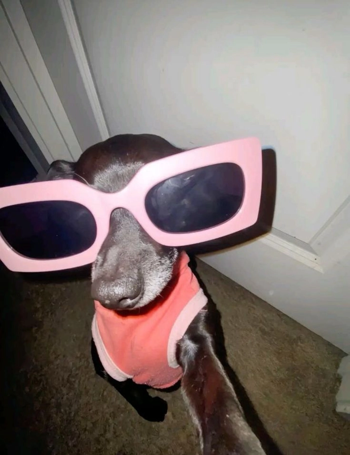 Chó đeo mắt kính meme cho tình huống nói lý