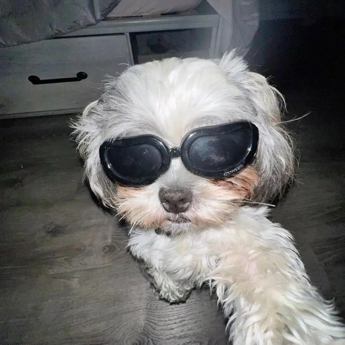 Chó đeo mắt kính meme hợp bình luận nhẹ nhàng