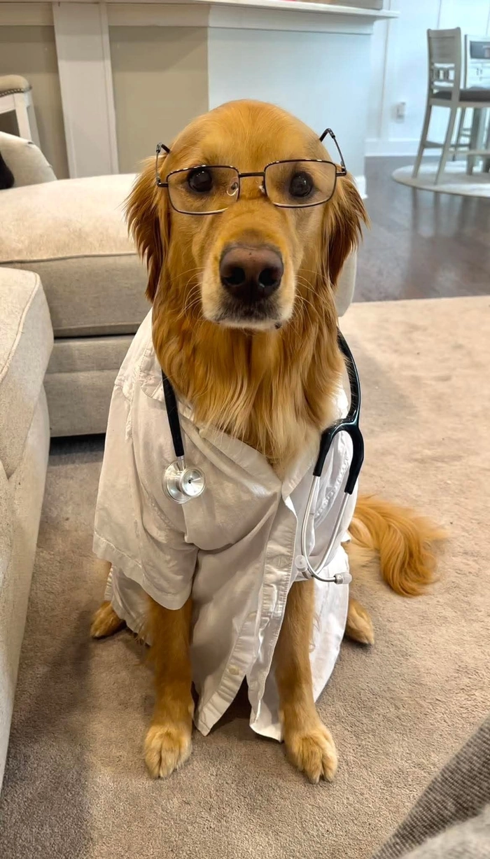 Chó đeo mắt kính meme mang vibe trí thức giả trân