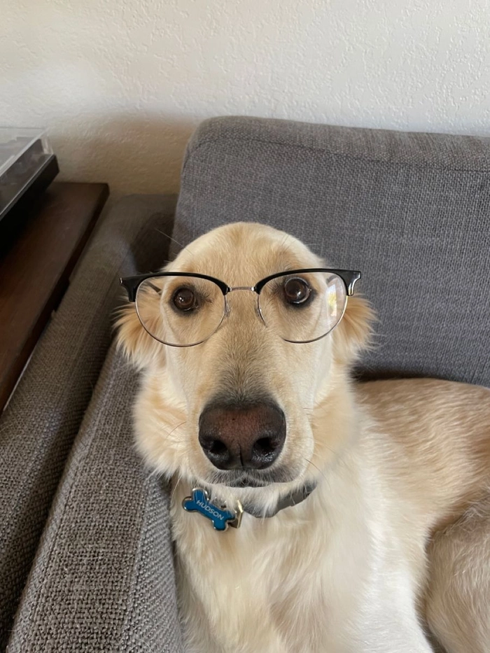 Chó đeo mắt kính meme trông rất hiểu chuyện