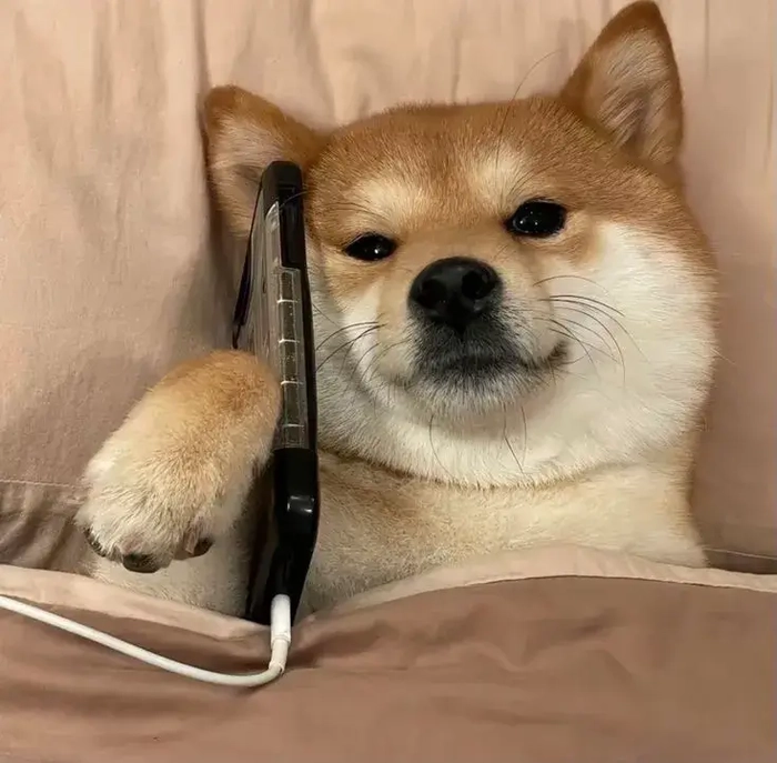 Chó meme vô tri cho những lúc không muốn giải thích