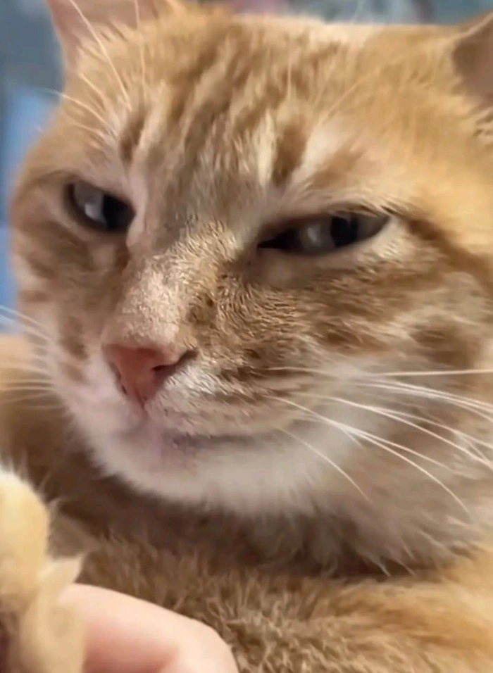 Con mèo cam meme được cộng đồng yêu thích