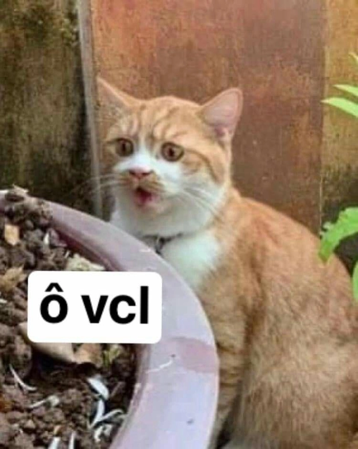 Con mèo cam meme hài hước tự nhiên
