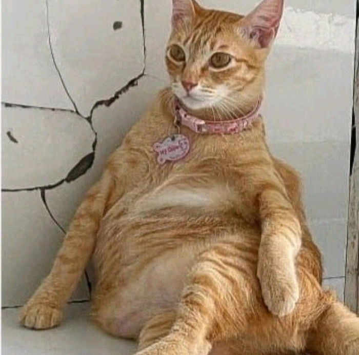 Con mèo cam meme mang vibe lười biếng