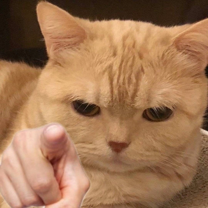 Con mèo cam meme ngáo ngơ gây cười