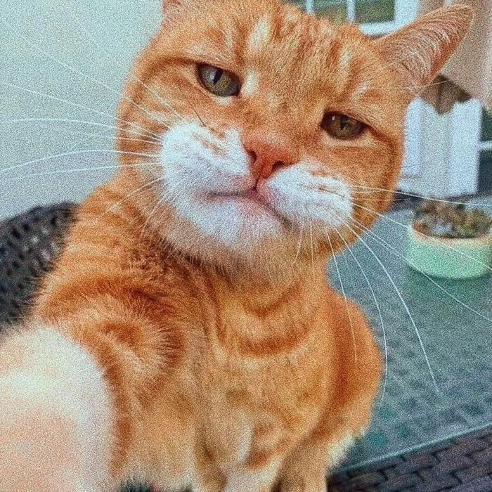 Con mèo cam meme với ánh mắt vô tri
