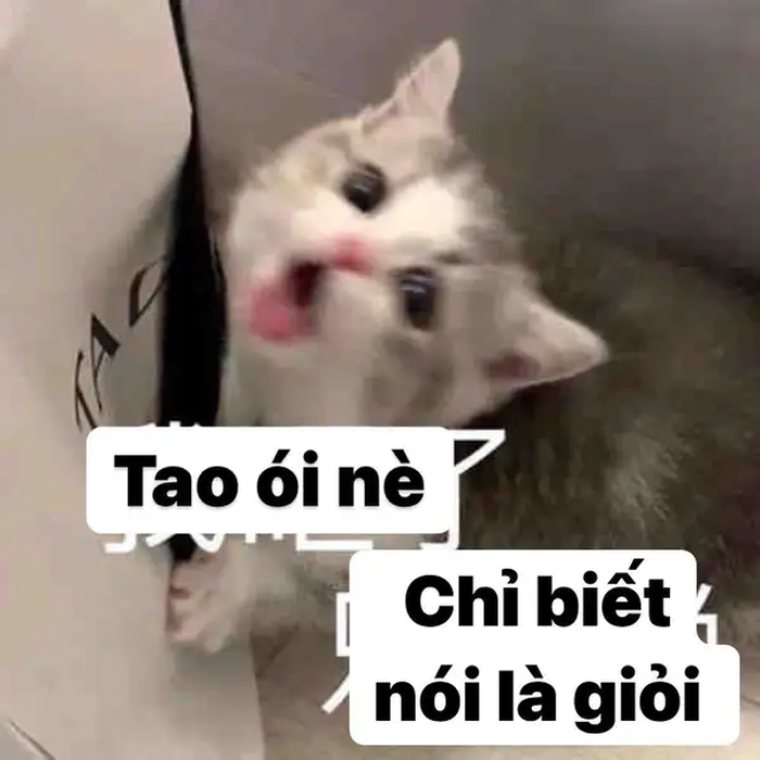 Con mèo ói meme được cộng đồng chia sẻ nhiều