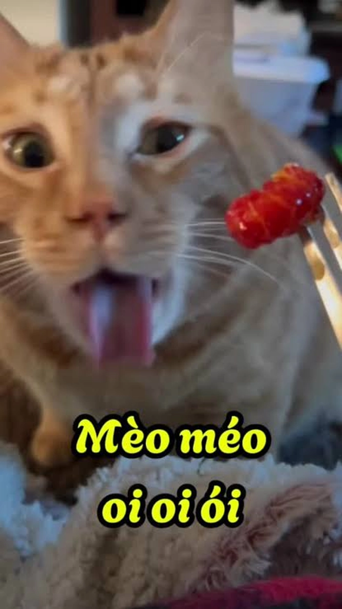 Con mèo ói meme mang nét hài hước tự nhiên