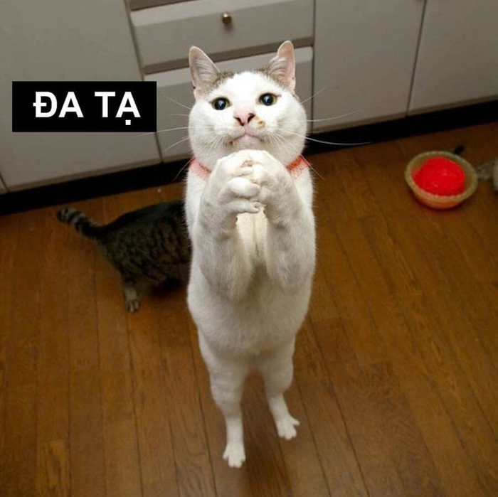 Đa tạ meme dùng cho comment