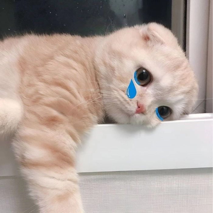 Hình ảnh meme mèo buồn không cần lời giải thích