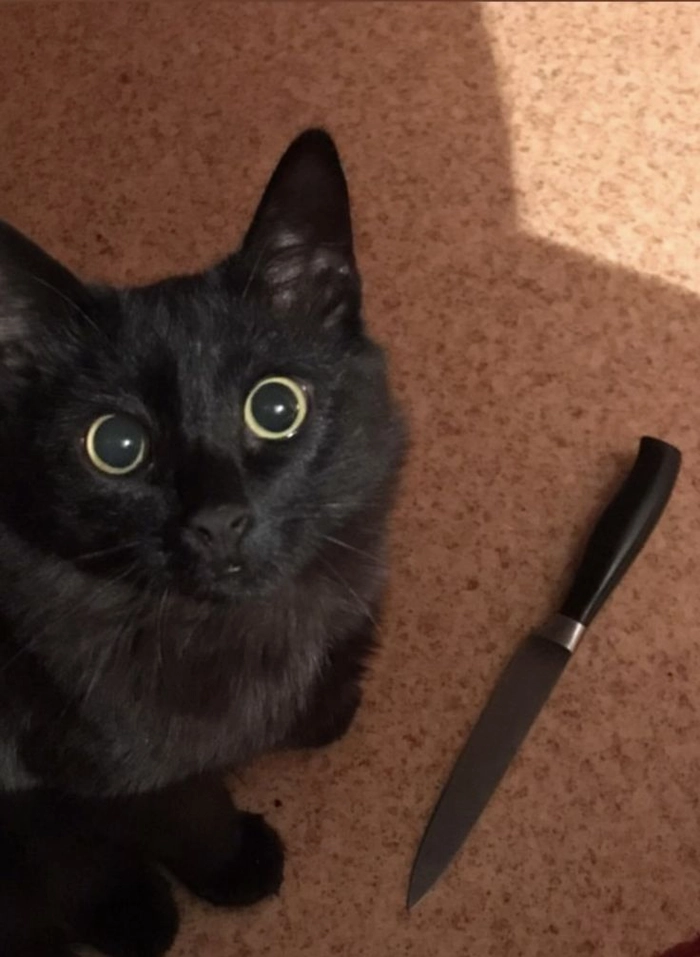 Hình ảnh meme mèo cầm dao đúng kiểu mạng xã hội