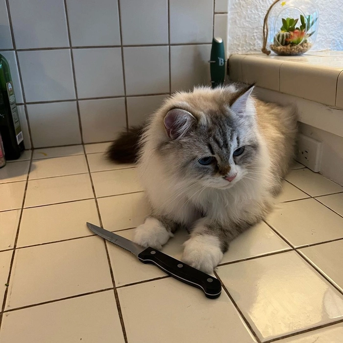 Hình ảnh meme mèo cầm dao gây ấn tượng mạnh