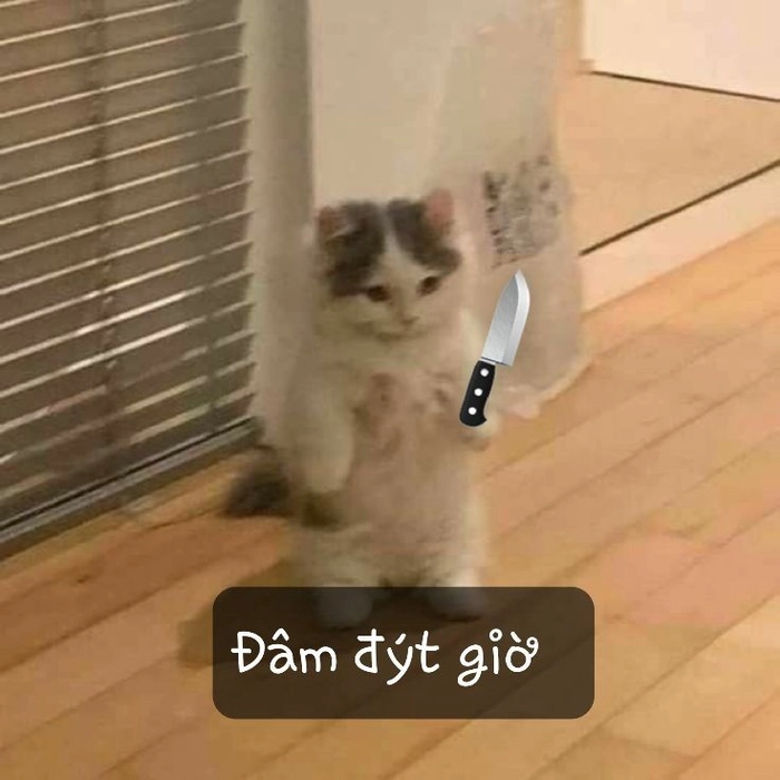 Hình ảnh meme mèo cầm dao nhìn là bật cười