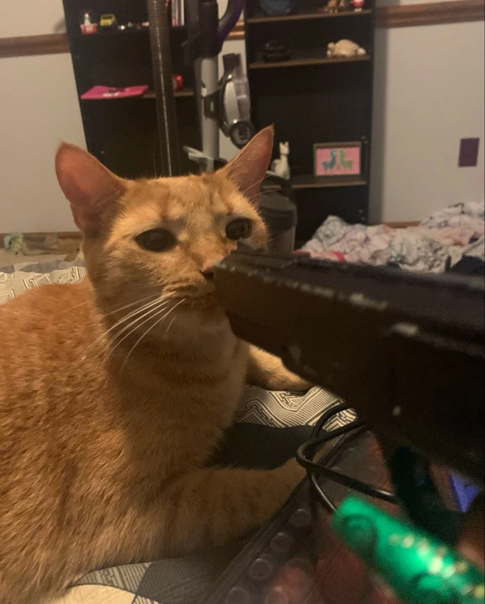 Hình ảnh meme mèo cầm súng gây cười lạnh