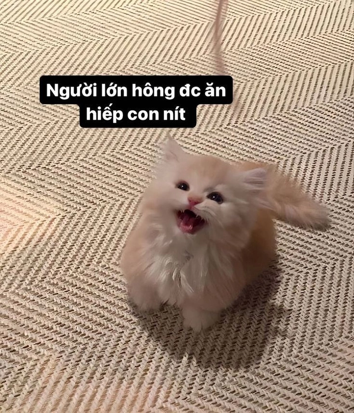 Hình ảnh meme mèo cute cho khoảnh khắc vui