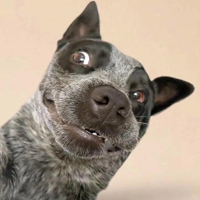 Hình chó meme vô tri nhìn là thấy mệt giùm