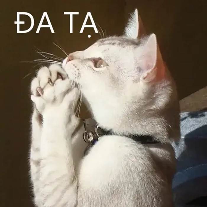 Hình meme đa tạ dùng trên mạng xã hội