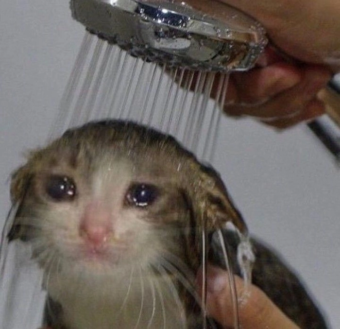 Hình meme mèo buồn cho khoảnh khắc trống rỗng