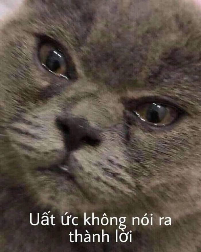 Hình meme mèo buồn đúng vibe trầm cảm xúc