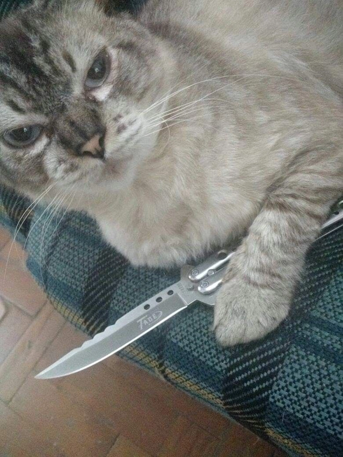 Hình meme mèo cầm dao đúng tâm trạng gắt nhẹ