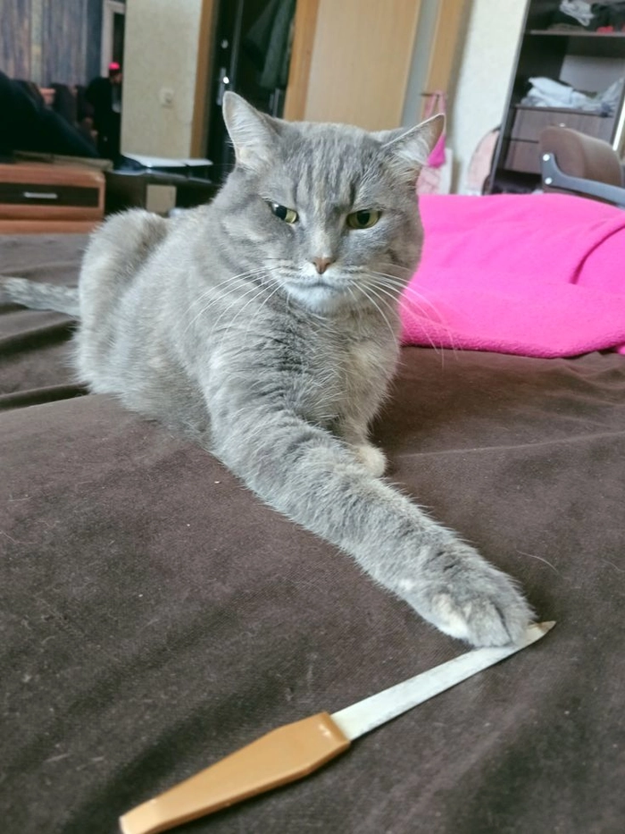 Hình meme mèo cầm dao mang vibe cà khịa