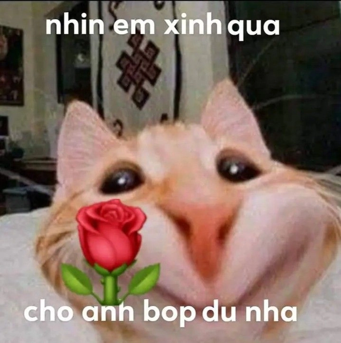 Hình meme mèo cầm hoa mang vibe dễ mến