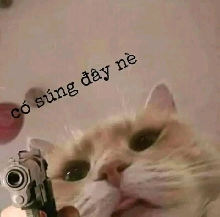 Hình meme mèo cầm súng với ánh nhìn dứt khoát