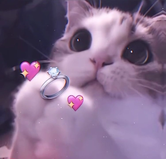 Hình meme mèo cute cho ngày nhiều nắng