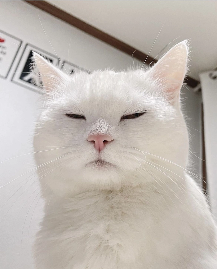 Hình meme mèo cute mang vibe vui vẻ