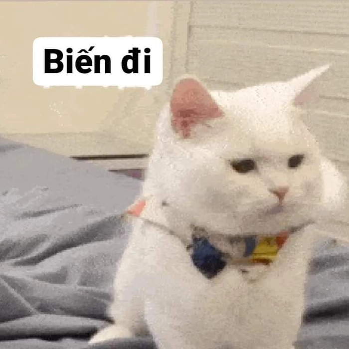 Hình meme mèo dỗi cho ngày không vui