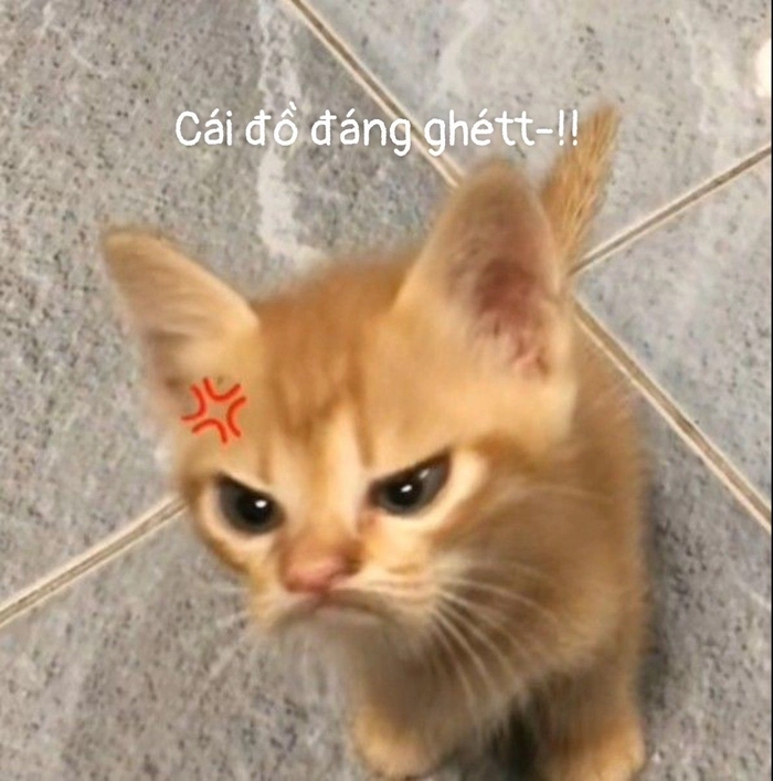 Hình meme mèo dỗi nhìn là thấy giận