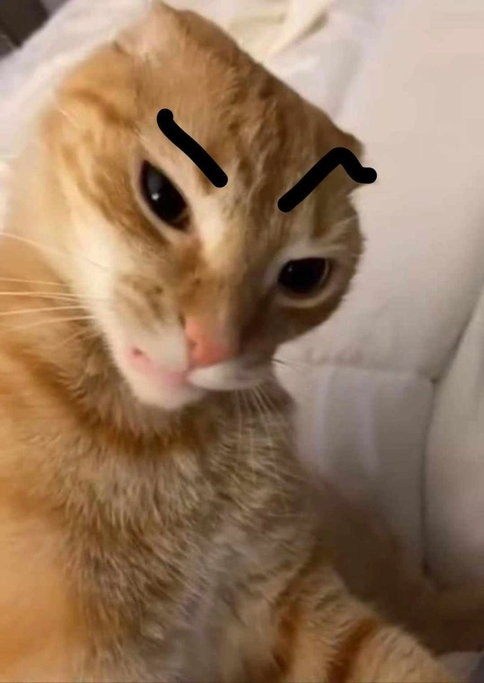 Hình mèo cam meme dùng bình luận dạo