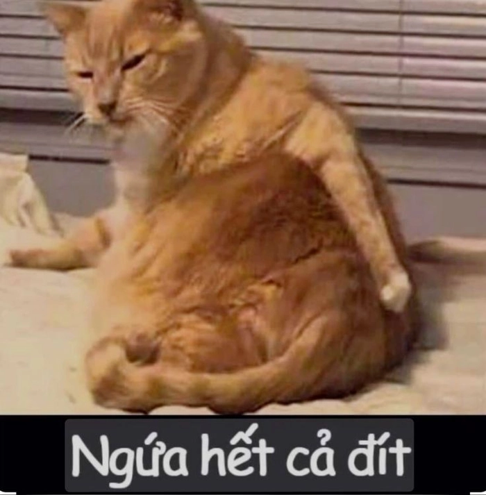 Hình mèo cam meme khiến ai xem cũng bật cười