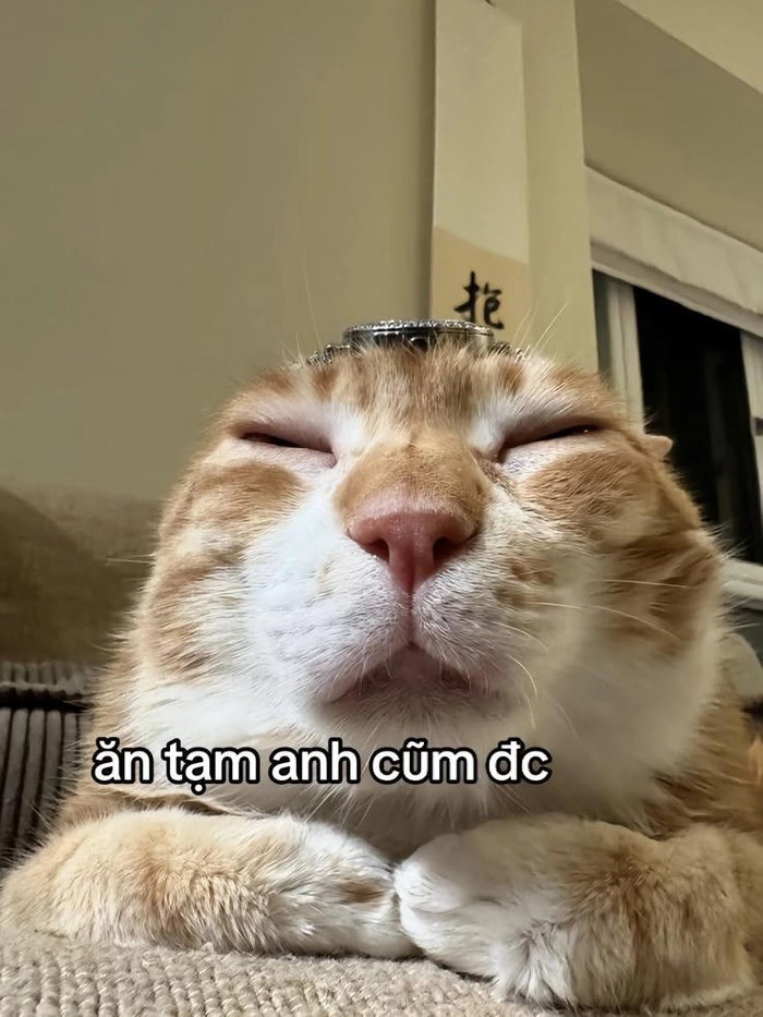 Hình mèo cam meme lầy lội quen thuộc