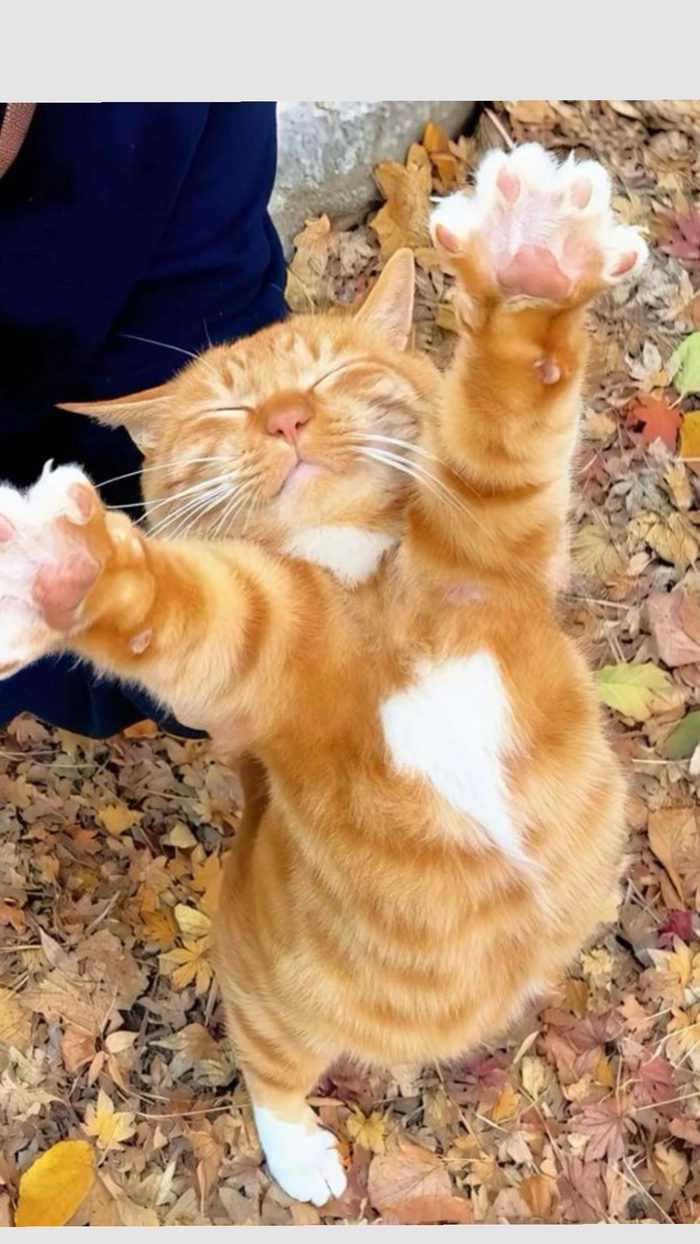 Hình mèo cam meme mang năng lượng giải trí