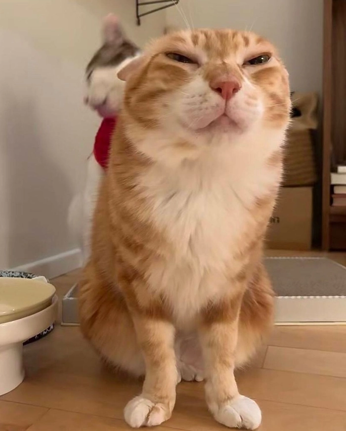 Hình mèo cam meme ngộ nghĩnh dễ thương