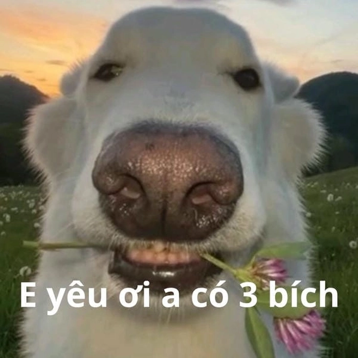Meme 3 bích dùng trong chat và comment
