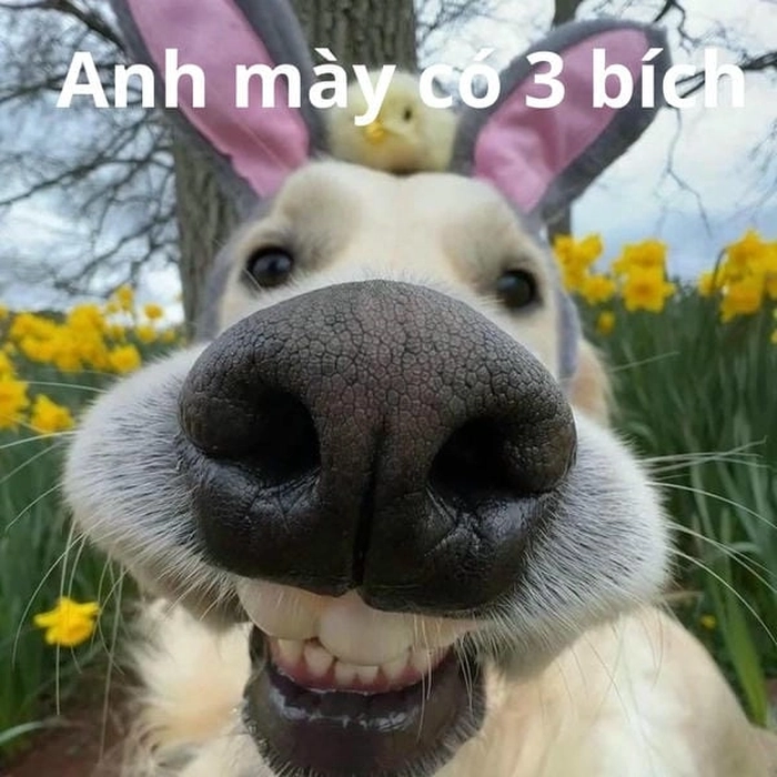 Meme ba bích tạo phản ứng hài hước