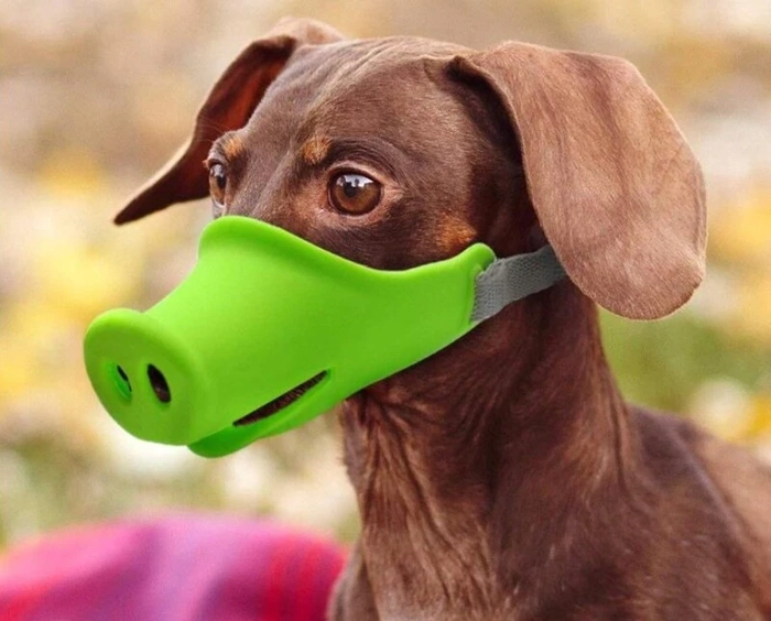 Meme bịt miệng con chó giúp cuộc trò chuyện dịu lại